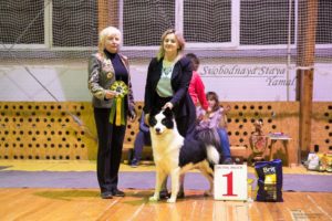 Svobodnaya Staya Yamal in Tver dog-show