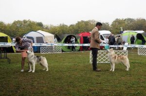 Svobodnaya Staya in Hungary dog-show