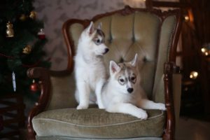 Продажа щенков Сибирских хаски