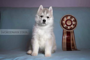 Siberian husky puppy - male