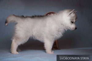 Siberian husky puppy - male