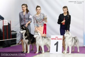 dog-show 21-01-18 moscow