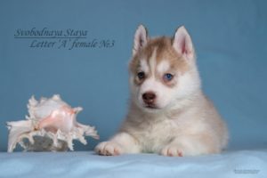 female puppy for sale 2