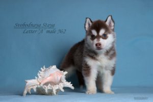 husky puppy male for sale
