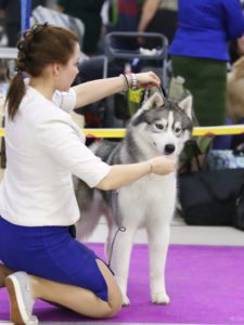 dog show in Moscow 7