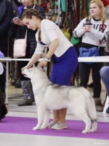 dog show in Moscow 8