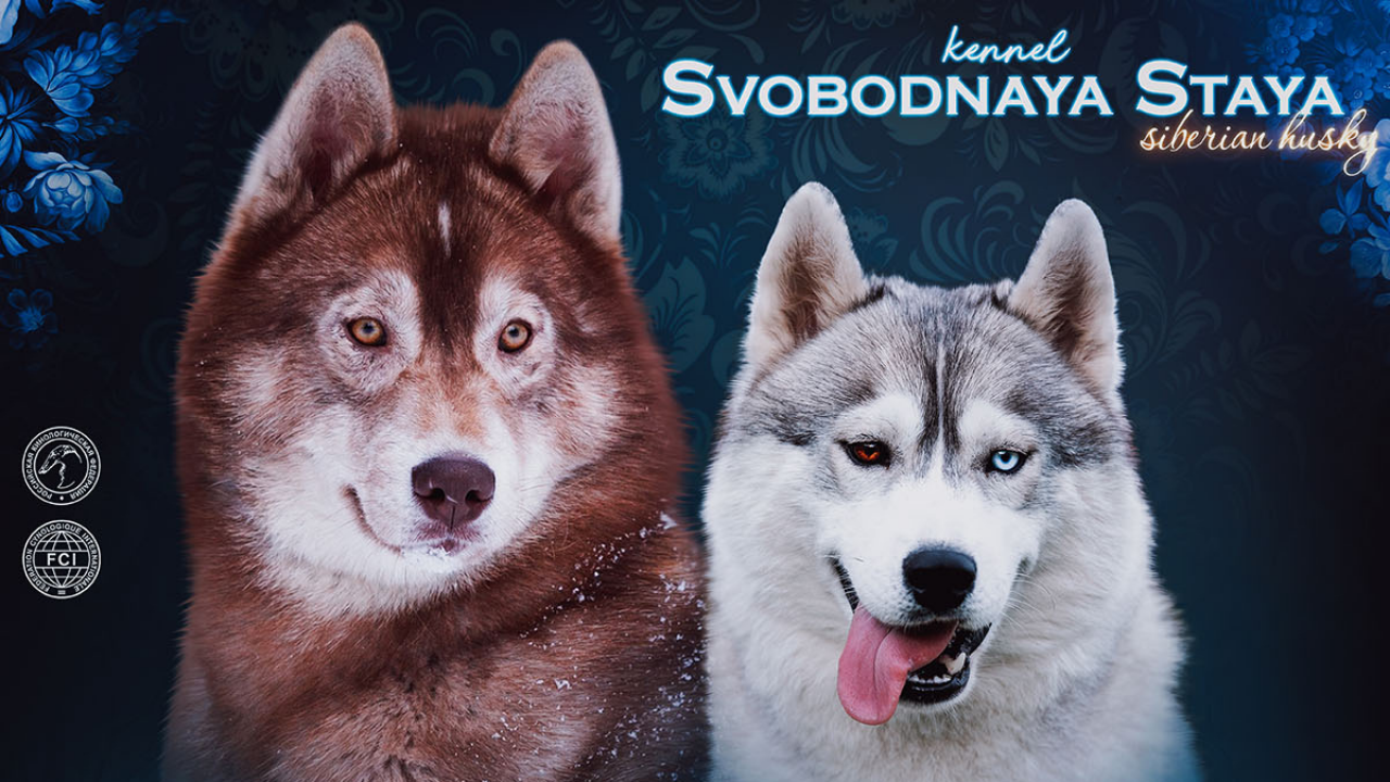 Мы обновили фото Сибирских хаски. С радостью Вам их представляем! -  СВОБОДНАЯ СТАЯ